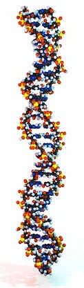 Erbkrankheiten werden über die DNA weitergegeben.