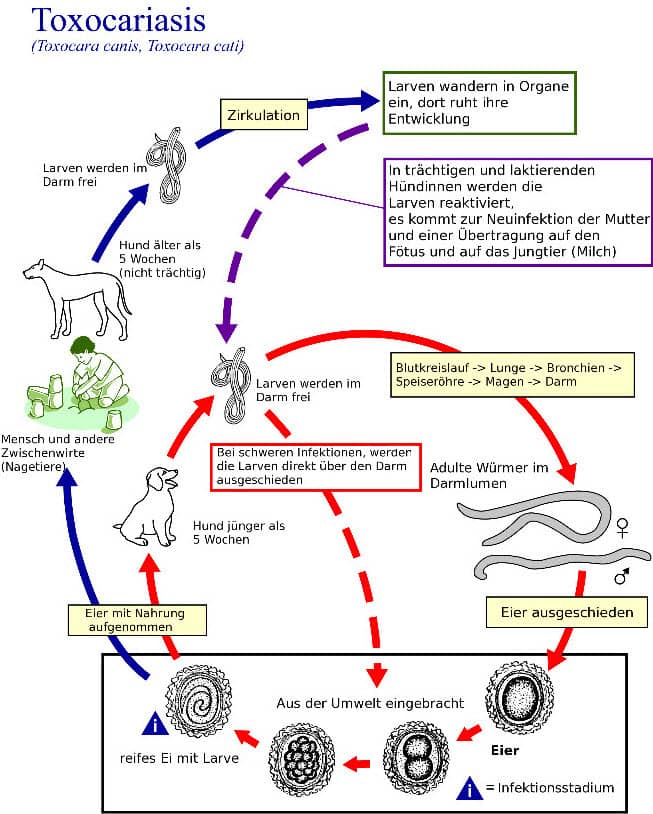 Dobermann - Wurmbefall - Würmer: So funktioniert es.