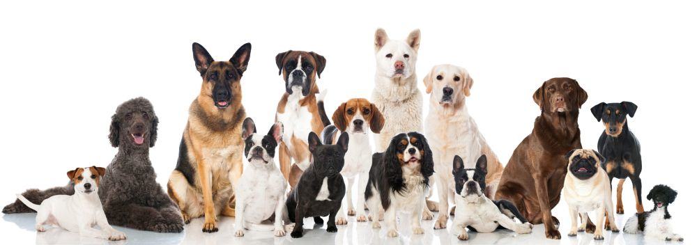 Lebensdauer des Dobermanns im Vergleich mit anderen Hunderassen