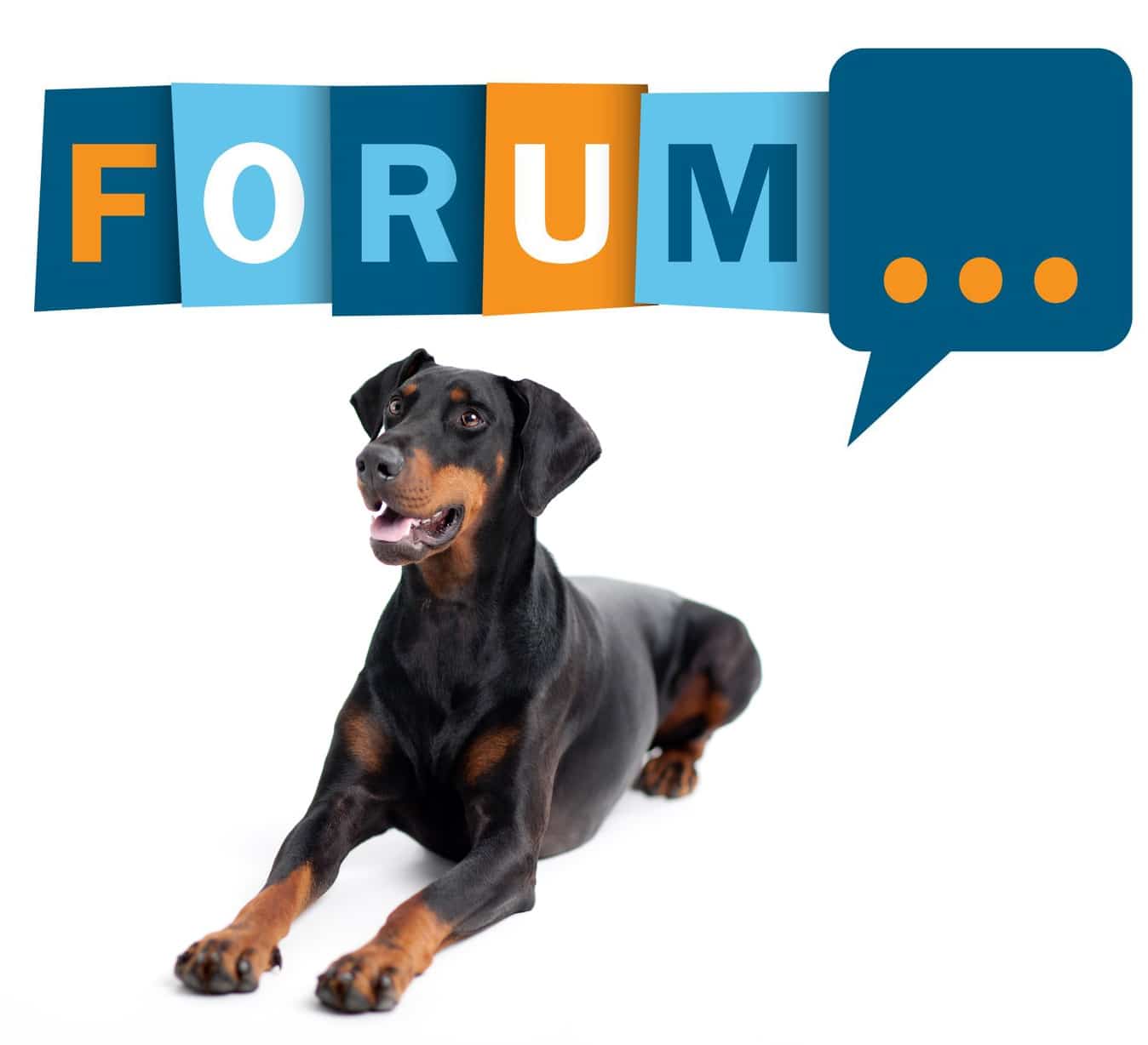 Dobermann Forum - Fragen und Antworten zum Dobermann