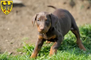 Mehr über den Artikel erfahren Dobermann Züchter und Welpen in Aachen