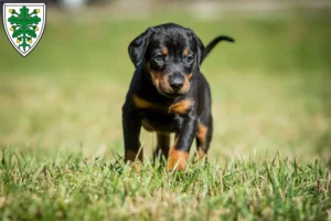 Mehr über den Artikel erfahren Dobermann Züchter und Welpen in Aichach