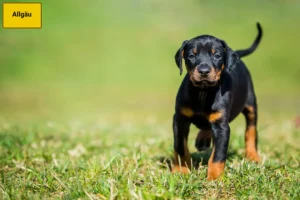 Mehr über den Artikel erfahren Dobermann Züchter und Welpen im Allgäu