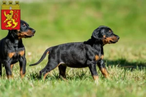 Mehr über den Artikel erfahren Dobermann Züchter und Welpen in Altenkirchen (Westerwald)