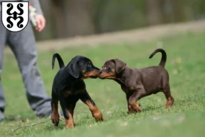 Mehr über den Artikel erfahren Dobermann Züchter und Welpen in Bad Dürkheim