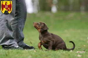 Mehr über den Artikel erfahren Dobermann Züchter und Welpen im Burgenland