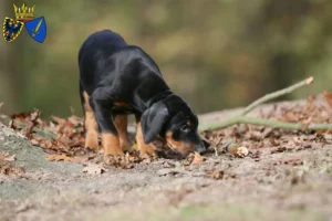 Mehr über den Artikel erfahren Dobermann Züchter und Welpen in Essen