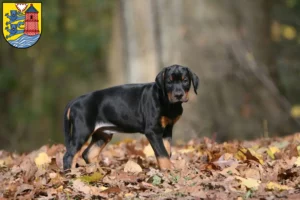 Mehr über den Artikel erfahren Dobermann Züchter und Welpen in Flensburg