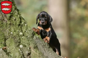 Mehr über den Artikel erfahren Dobermann Züchter und Welpen in Forchheim