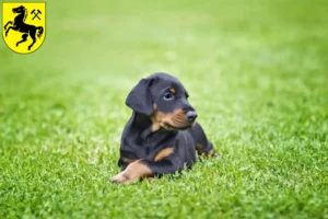 Mehr über den Artikel erfahren Dobermann Züchter und Welpen in Herne