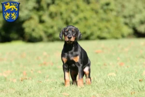 Mehr über den Artikel erfahren Dobermann Züchter und Welpen in Homberg (Efze)