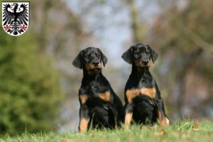 Mehr über den Artikel erfahren Dobermann Züchter und Welpen in Ingelheim am Rhein