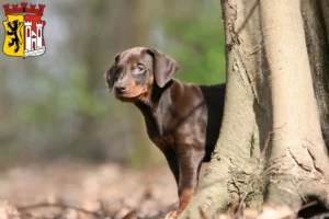 Mehr über den Artikel erfahren Dobermann Züchter und Welpen in Jülich