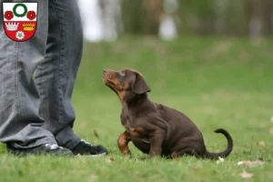 Mehr über den Artikel erfahren Dobermann Züchter und Welpen in Kronach