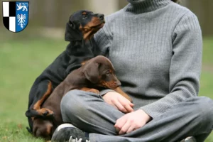 Mehr über den Artikel erfahren Dobermann Züchter und Welpen in Kulmbach