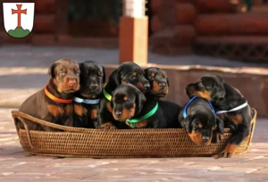 Mehr über den Artikel erfahren Dobermann Züchter und Welpen in Landsberg am Lech