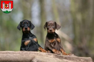 Mehr über den Artikel erfahren Dobermann Züchter und Welpen in Lauf an der Pegnitz