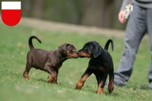 Mehr über den Artikel erfahren Dobermann Züchter und Welpen in Lausanne