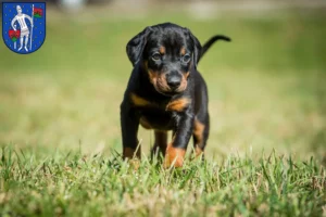 Mehr über den Artikel erfahren Dobermann Züchter und Welpen in Lauterbach (Hessen)