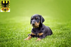 Mehr über den Artikel erfahren Dobermann Züchter und Welpen in Lübben (Spreewald)