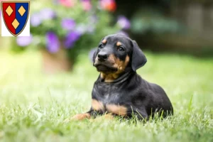 Mehr über den Artikel erfahren Dobermann Züchter und Welpen in Lüchow (Wendland)