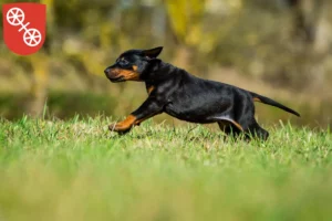 Mehr über den Artikel erfahren Dobermann Züchter und Welpen in Mainz