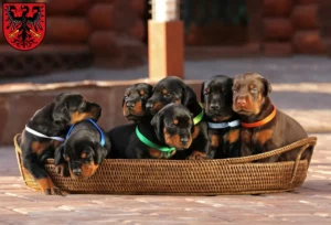 Mehr über den Artikel erfahren Dobermann Züchter und Welpen in Neumarkt in der Oberpfalz