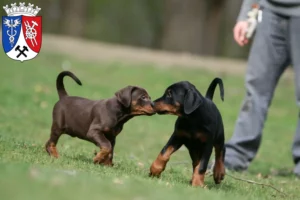 Mehr über den Artikel erfahren Dobermann Züchter und Welpen in Oberhausen