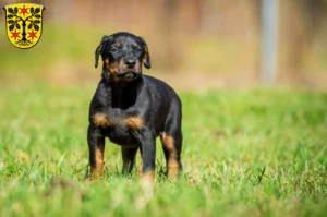 Mehr über den Artikel erfahren Dobermann Züchter und Welpen im Odenwald