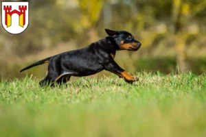 Mehr über den Artikel erfahren Dobermann Züchter und Welpen in Offenburg