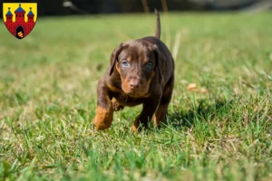 Mehr über den Artikel erfahren Dobermann Züchter und Welpen in Oldenburg