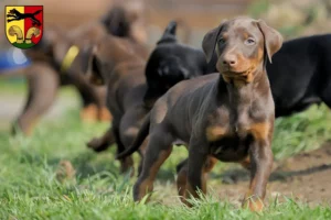 Mehr über den Artikel erfahren Dobermann Züchter und Welpen in Peine