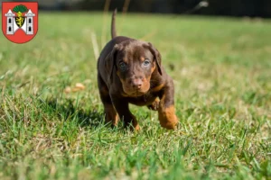 Mehr über den Artikel erfahren Dobermann Züchter und Welpen in Plauen