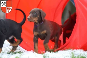 Mehr über den Artikel erfahren Dobermann Züchter und Welpen in Senftenberg