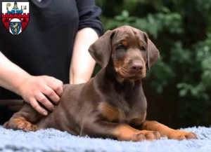 Mehr über den Artikel erfahren Dobermann Züchter und Welpen in Siegen