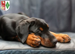 Mehr über den Artikel erfahren Dobermann Züchter und Welpen in Stendal