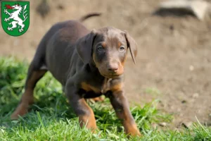 Mehr über den Artikel erfahren Dobermann Züchter und Welpen in Steyr