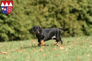 Mehr über den Artikel erfahren Dobermann Züchter und Welpen in Unterfranken