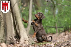 Mehr über den Artikel erfahren Dobermann Züchter und Welpen in Vorarlberg