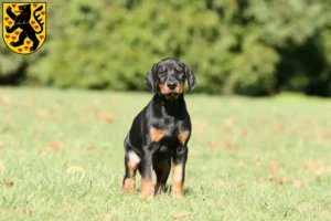 Mehr über den Artikel erfahren Dobermann Züchter und Welpen in Weimar