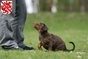 Mehr über den Artikel erfahren Dobermann Züchter und Welpen in Winterthur