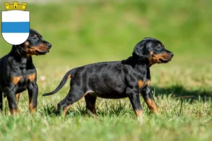 Mehr über den Artikel erfahren Dobermann Züchter und Welpen in Zug