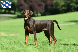 Mehr über den Artikel erfahren Dobermann Züchter und Welpen in Friesland