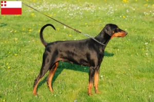 Mehr über den Artikel erfahren Dobermann Züchter und Welpen in Utrecht